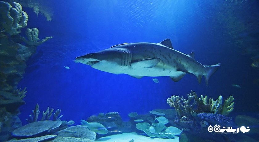 سرگرمی آکواریوم و باغ وحش زیر آبی دبی شهر امارات متحده عربی کشور دبی