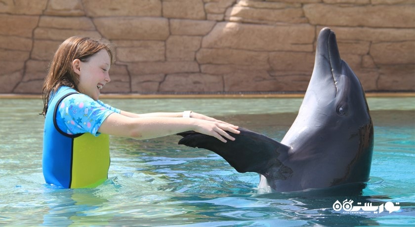 سرگرمی دلفین بی شهر امارات متحده عربی کشور دبی