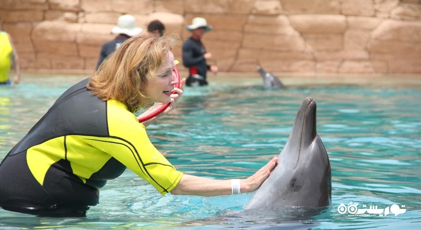 سرگرمی دلفین بی شهر امارات متحده عربی کشور دبی