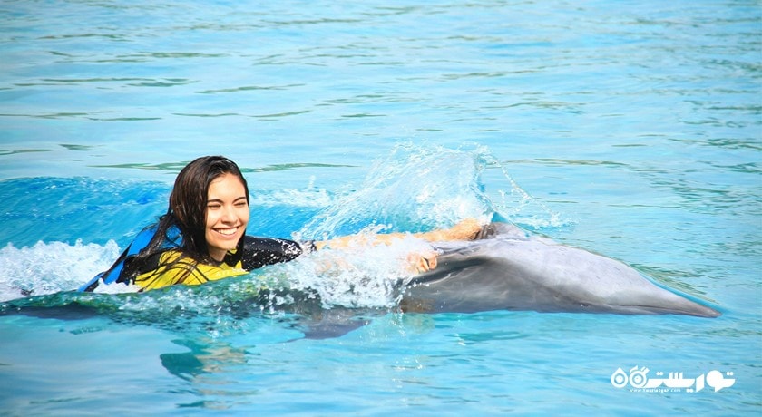 سرگرمی دلفین بی شهر امارات متحده عربی کشور دبی