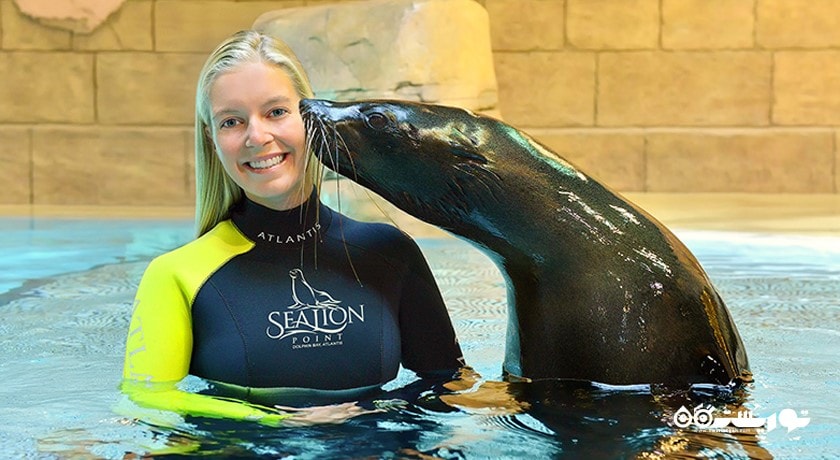 سرگرمی سی لاین پوینت (شیر دریایی) شهر امارات متحده عربی کشور دبی