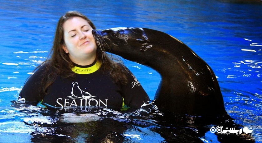 سرگرمی سی لاین پوینت (شیر دریایی) شهر امارات متحده عربی کشور دبی