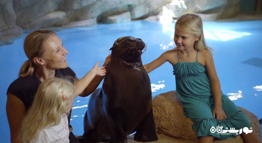 سرگرمی سی لاین پوینت (شیر دریایی) شهر امارات متحده عربی کشور دبی