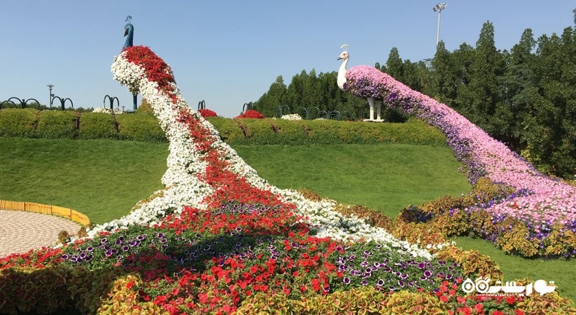  دبی میراکل گاردن شهر امارات متحده عربی کشور دبی