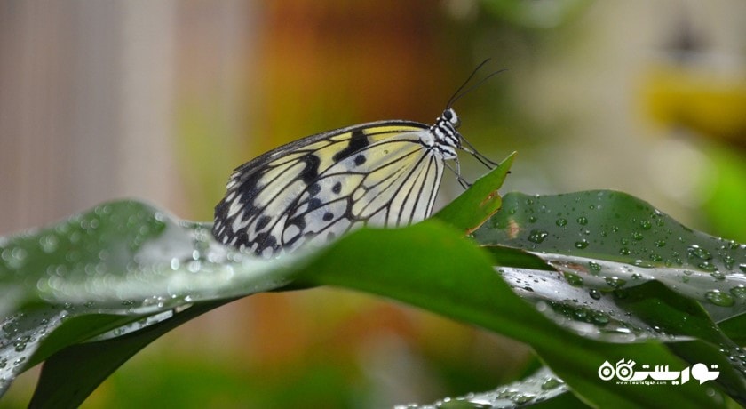  باغ پروانه دبی شهر امارات متحده عربی کشور دبی