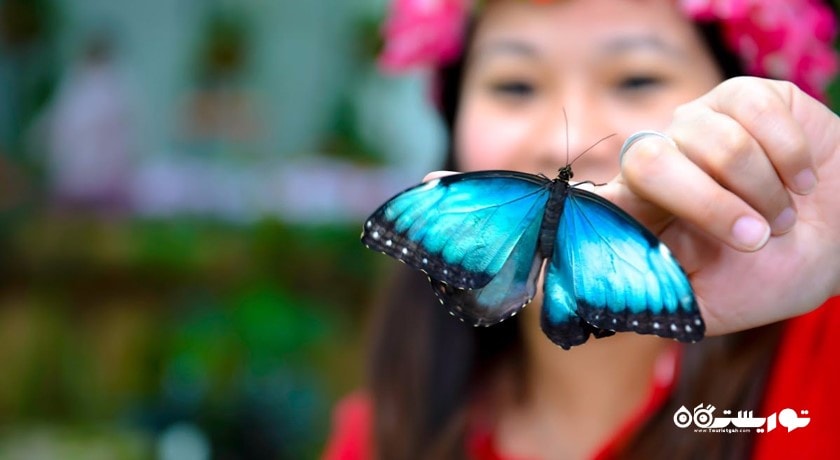  باغ پروانه دبی شهر امارات متحده عربی کشور دبی