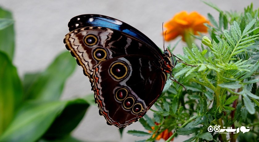  باغ پروانه دبی شهر امارات متحده عربی کشور دبی