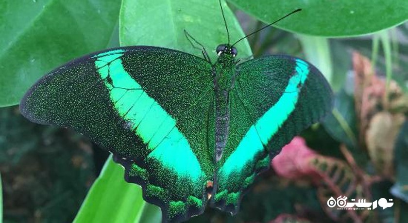  باغ پروانه دبی شهر امارات متحده عربی کشور دبی