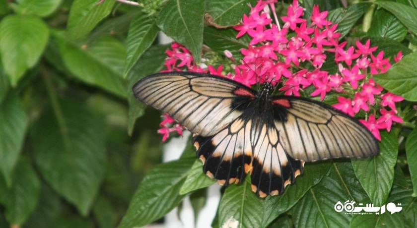  باغ پروانه دبی شهر امارات متحده عربی کشور دبی