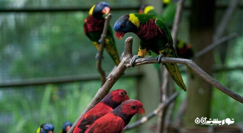 سرگرمی باغ پرندگان کوالالامپور شهر مالزی کشور کوالالامپور