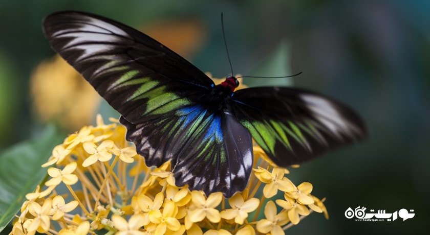  باغ پروانه کوالالامپور شهر مالزی کشور کوالالامپور