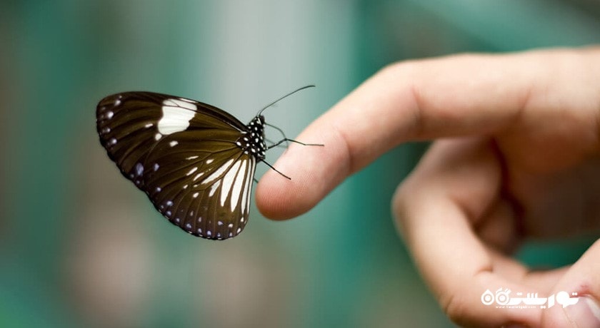 باغ پروانه کوالالامپور -  شهر کوالالامپور