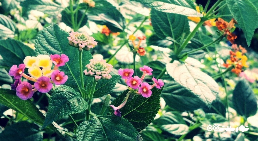  باغ هبیسکوس کوالالامپور (هبیسکوس گاردن) شهر مالزی کشور کوالالامپور