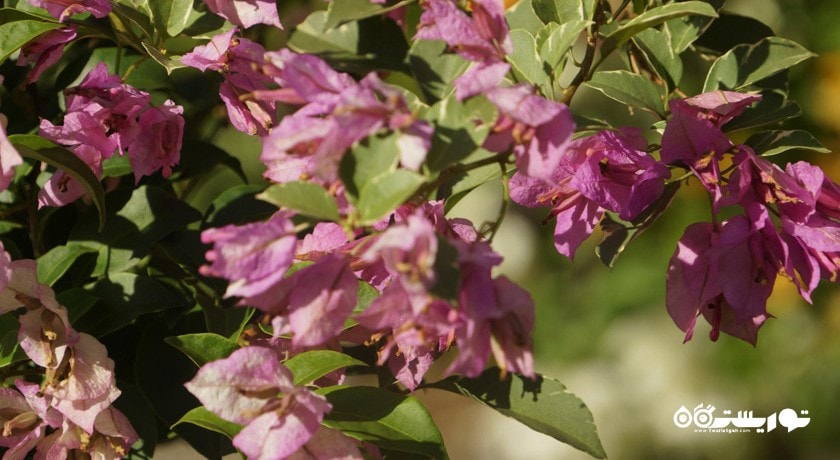  باغ هبیسکوس کوالالامپور (هبیسکوس گاردن) شهر مالزی کشور کوالالامپور