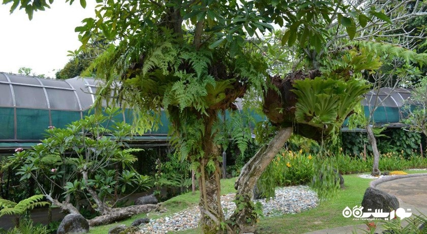  باغ هبیسکوس کوالالامپور (هبیسکوس گاردن) شهر مالزی کشور کوالالامپور