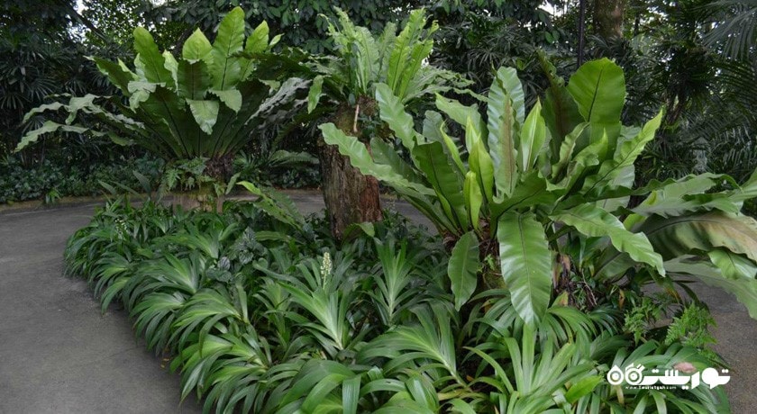  باغ هبیسکوس کوالالامپور (هبیسکوس گاردن) شهر مالزی کشور کوالالامپور