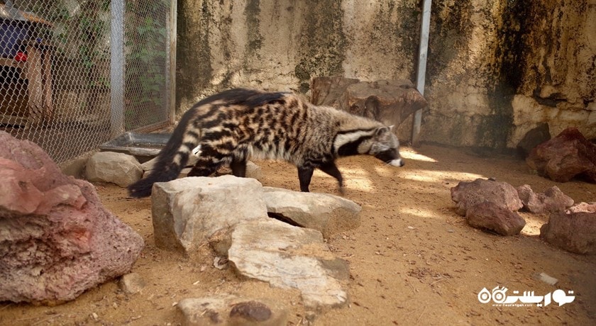 باغ وحش تفلیس -  شهر تفلیس