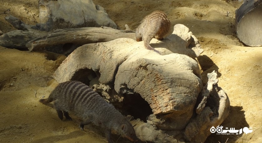 سرگرمی باغ وحش تفلیس شهر گرجستان کشور تفلیس