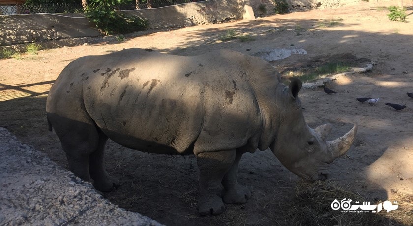 سرگرمی باغ وحش تفلیس شهر گرجستان کشور تفلیس