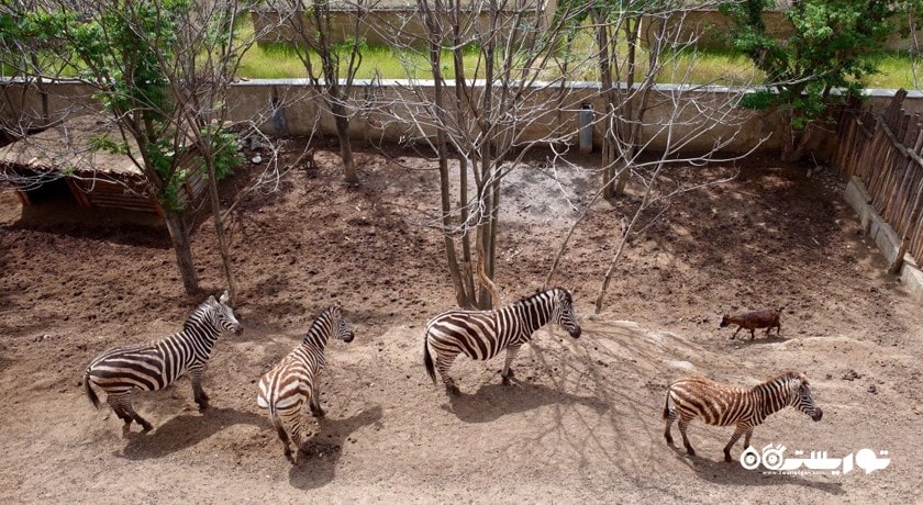 باغ وحش تفلیس -  شهر تفلیس