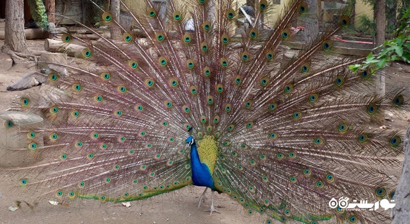 باغ وحش تفلیس -  شهر تفلیس