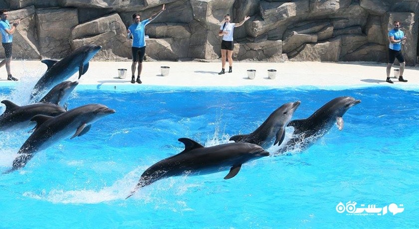 سرگرمی آکواریوم و دلفیناریوم باتومی (پارک دلفین ها) شهر گرجستان کشور باتومی