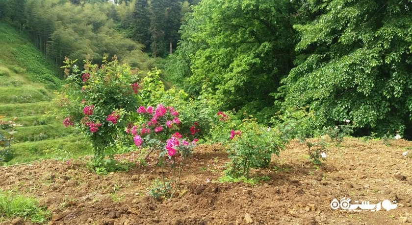 سرگرمی باغ گیاه شناسی باتومی شهر گرجستان کشور باتومی