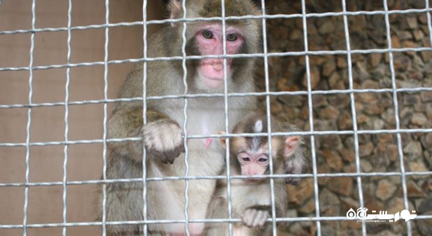 باغ وحش باتومی -  شهر باتومی