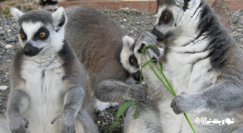 سرگرمی باغ وحش باتومی شهر گرجستان کشور باتومی