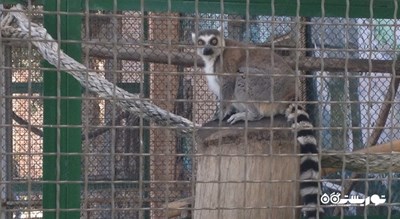 سرگرمی باغ وحش باتومی شهر گرجستان کشور باتومی