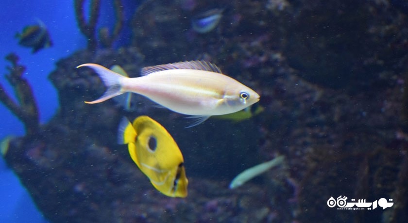 آکواریوم مسکوواریوم -  شهر مسکو