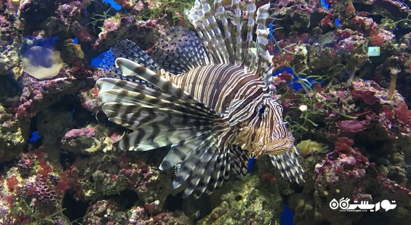 آکواریوم مسکوواریوم -  شهر مسکو