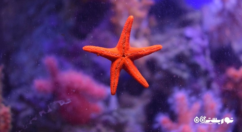 آکواریوم مسکوواریوم -  شهر مسکو