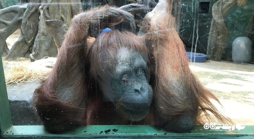 باغ وحش مسکو -  شهر مسکو