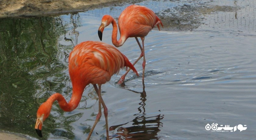 باغ وحش مسکو -  شهر مسکو