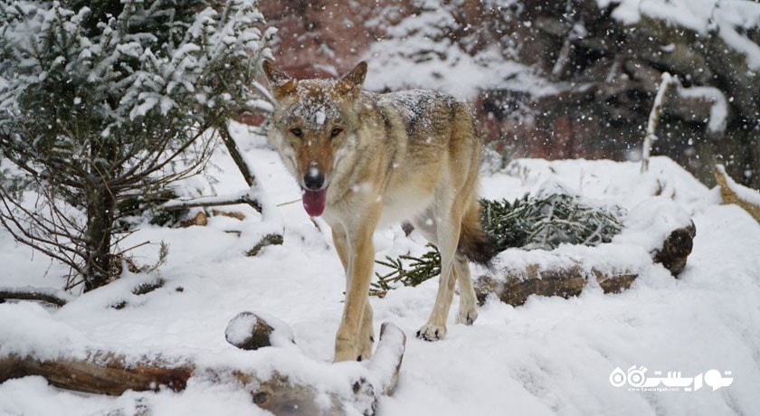 سرگرمی باغ وحش مسکو شهر روسیه کشور مسکو