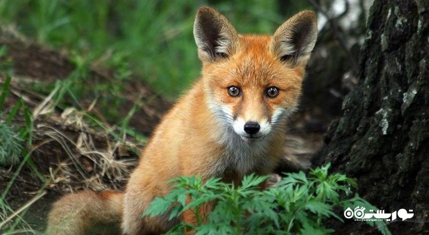 الک آیلند نشنال پارک -  شهر مسکو