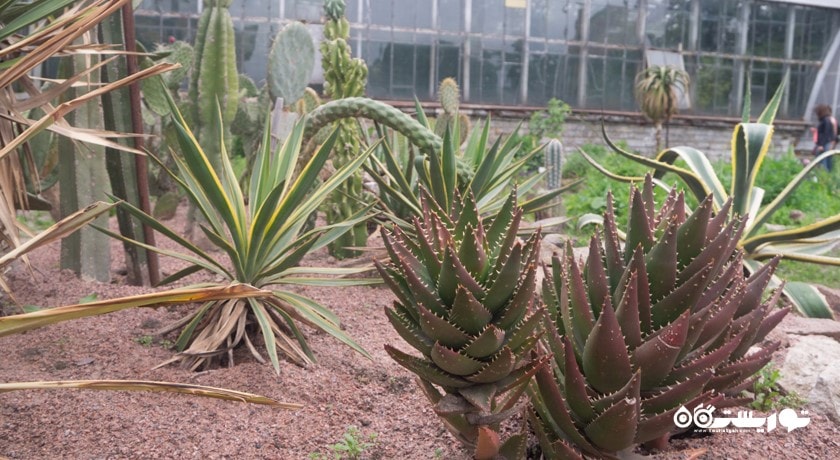 باغ گیاه شناسی سن پترزبورگ -  شهر سن پترزبورگ