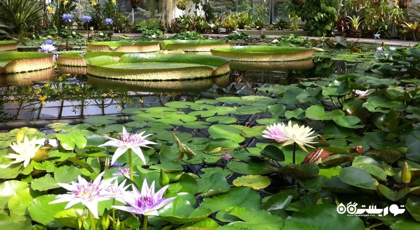 باغ گیاه شناسی سن پترزبورگ -  شهر سن پترزبورگ