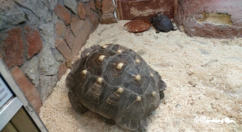 سرگرمی باغ وحش لنینگراد شهر روسیه کشور سن پترزبورگ