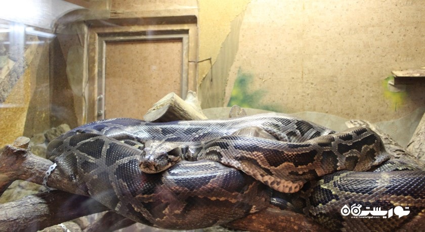 باغ وحش لنینگراد -  شهر سن پترزبورگ