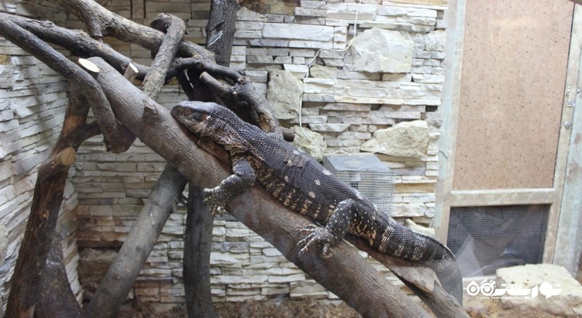 باغ وحش لنینگراد -  شهر سن پترزبورگ