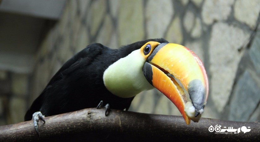 سرگرمی باغ وحش لنینگراد شهر روسیه کشور سن پترزبورگ