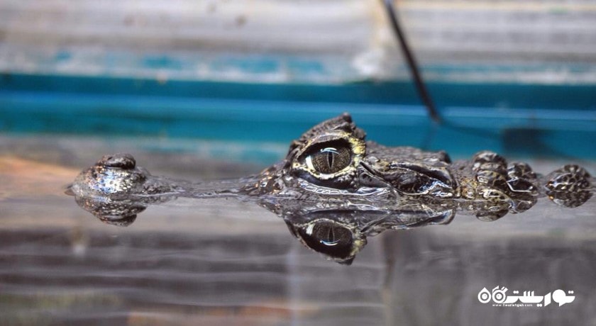 سرگرمی باغ وحش لنینگراد شهر روسیه کشور سن پترزبورگ