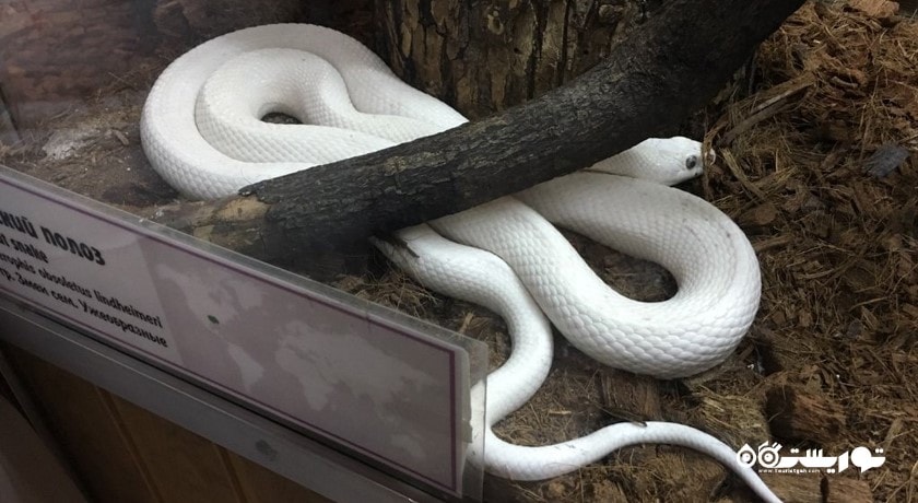 سرگرمی باغ وحش لنینگراد شهر روسیه کشور سن پترزبورگ