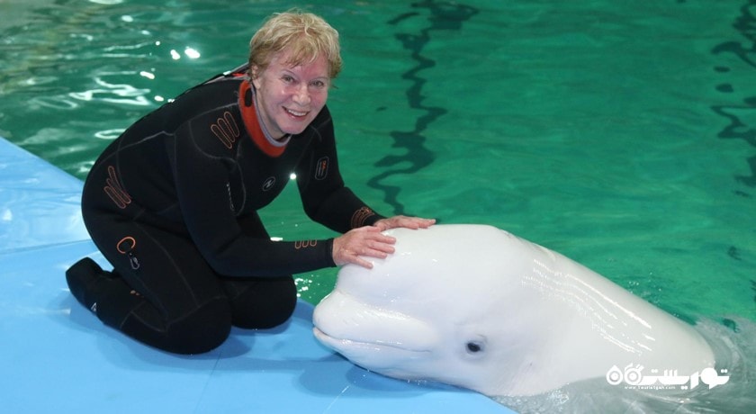 دلفیناریوم سن پترزبورگ -  شهر سن پترزبورگ