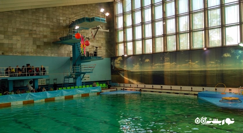 سرگرمی دلفیناریوم سن پترزبورگ شهر روسیه کشور سن پترزبورگ