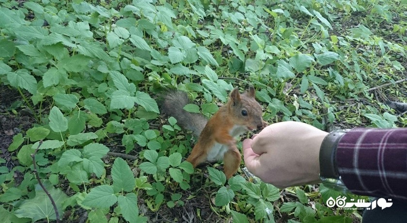 سرگرمی مرکز فرهنگی و باغ تفریحی کیروف شهر روسیه کشور سن پترزبورگ