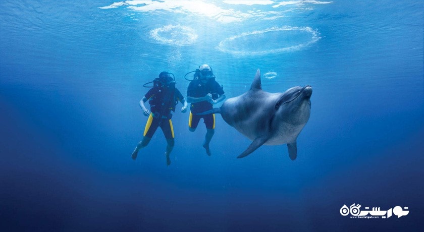 سرگرمی غواصی در دبی شهر امارات متحده عربی کشور دبی