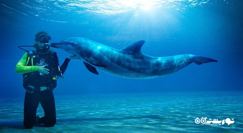 سرگرمی غواصی در دبی شهر امارات متحده عربی کشور دبی